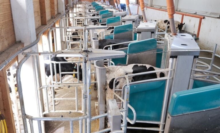 GEA R9650 MILKING ROBOT