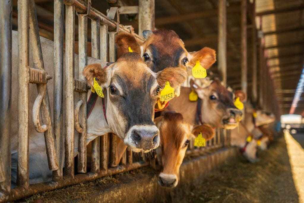 Close-up view of cows in a dairy farm feeding area, showcasing tagged livestock.