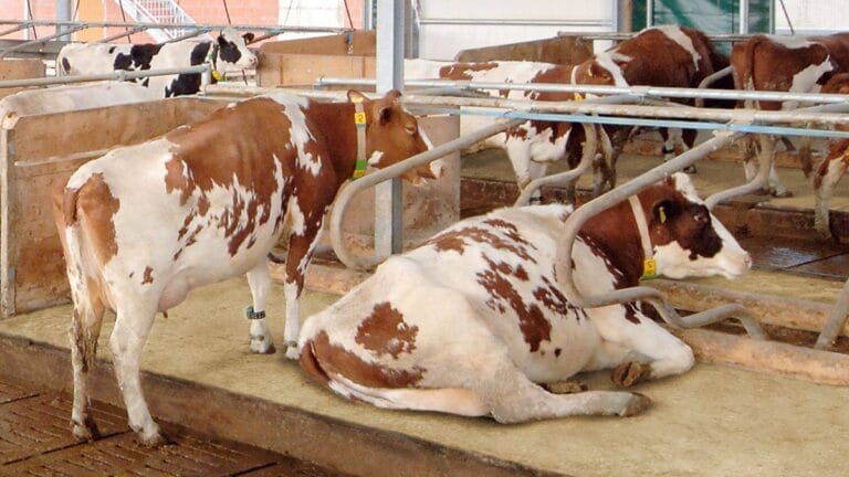 SPECIALTY ANIMAL PRODUCTS